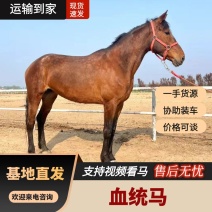山东通利达养殖场山东血统马可骑乘观赏公园景区国庆