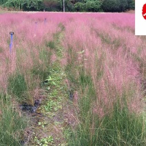 粉黛乱子草基地大量批发多年生观赏草成都基地直销价格