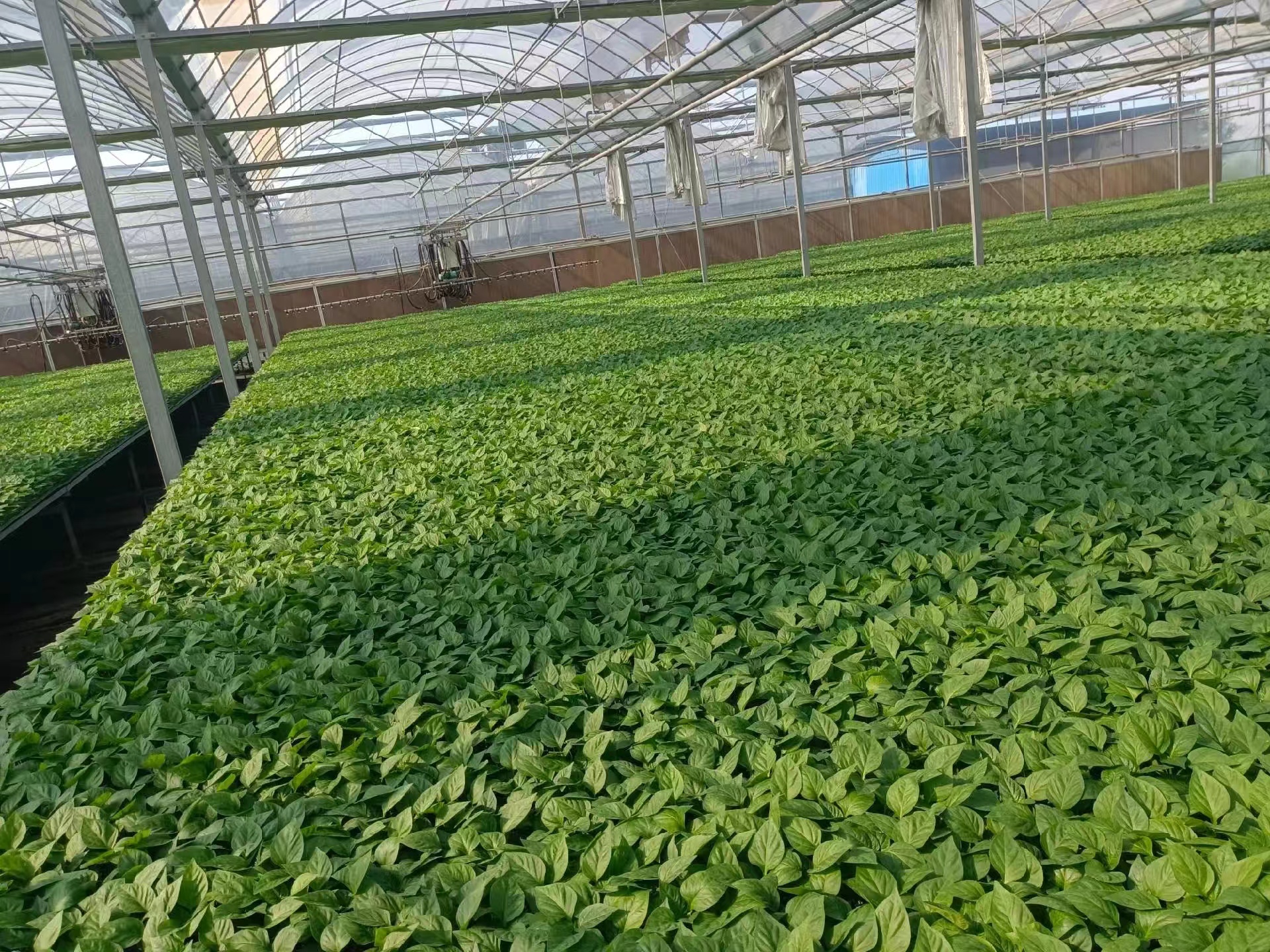 展示几种常见尖椒品种的实物图,标注品种名称和大致重量 不同品种尖椒对比图