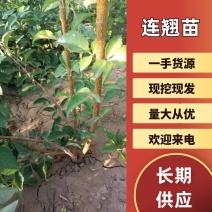 连翘苗，科研五号药用连翘苗，药用三号高产大果连翘苗产地