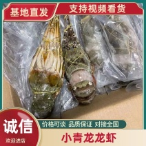 【小青龙】江苏基地直发质量保证一手货源量大优惠