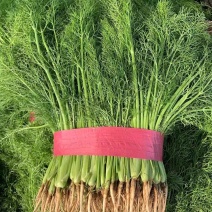 河北精品茴香小茴香品好质高基地直发欢迎致电咨询