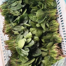 【大叶菠菜】江苏南通基地直发现摘现发质量保证全国发货