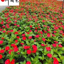 凤仙花苗圃基地直供花境花坛绿化带栽培货源充足量大价优