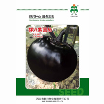 群兴紫圆茄子种子紫黑发亮果肉大耐寒耐热抗病高产