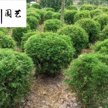 凤尾竹球价格成都凤尾竹球基地直销四季常绿量大从优