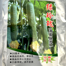 绿玲珑油亮短棒型丝瓜杂交早熟高抗病春秋油亮型丝瓜大田种孑