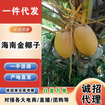 【招代理】海南金椰子/一件代发/产地直发/一手货源