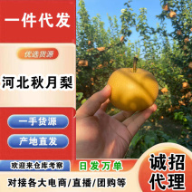 【招代理】河北秋月梨/一件代发/产地直发/一手货源