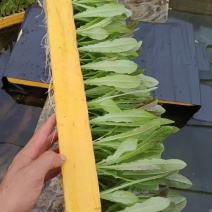 莴笋苗紫莴笋苗基地直发基地直发