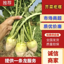 芥菜疙瘩芥菜头产地直发品质保障对接全国市场等
