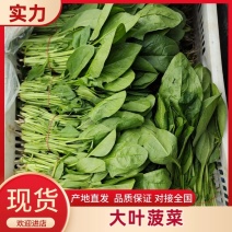 【菠菜】精品大叶菠菜常年供应大量上市量大优惠