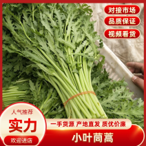 【茼蒿】江苏原产地直发供应各大市场电商商超品质保证