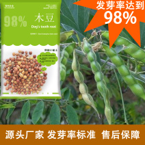 木豆种子大量货源厂家直发欢迎电话订购
