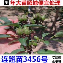 药用大果连翘苗3号5号6号全国均可发货