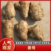 姜母大黄姜母小黄姜母大量有货，质量好，无烂头。