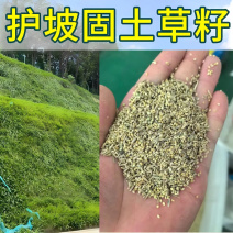 进口混播四季护坡草坪草籽耐旱绿化固土种子野草四季青草坪草