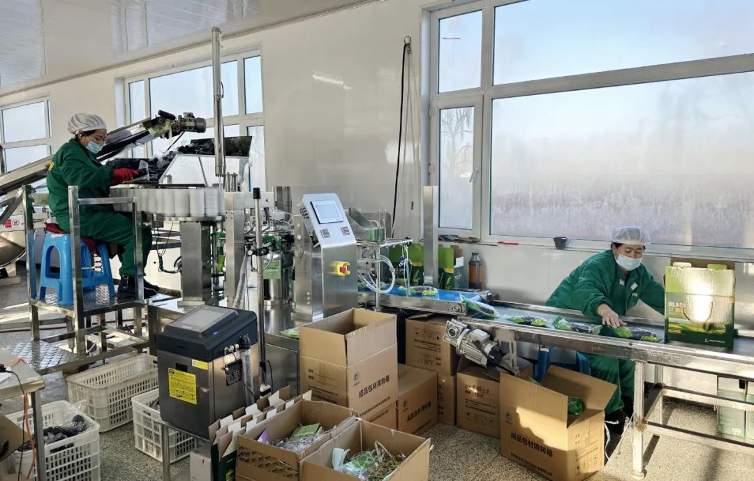 正规泡参片产品包装细节图：透明复合膜真空袋装，标签清晰印有“保鲜参原料”“梯度干燥工艺”“批号含采收日期”等关键信息，袋内参片排列整齐、色泽均匀、无结块