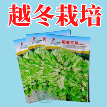 阳春三月白菜苔种子青菜苔种子越冬耐寒蔬菜种了籽四季蔬菜种