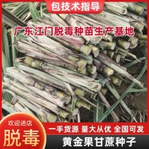 全年提供种苗黄金脱毒甘蔗货源充足欢迎选购