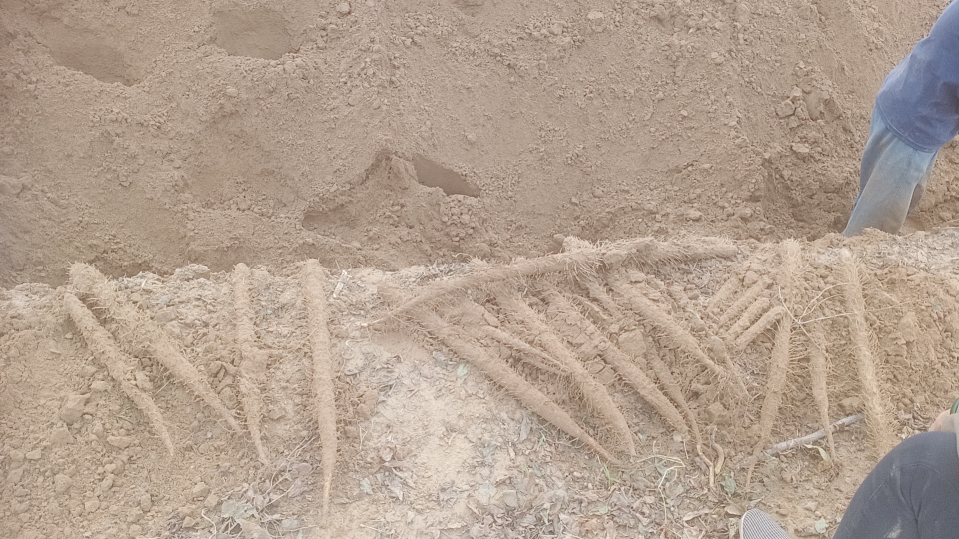 农民在田间收获棒山药的场景