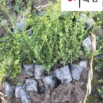 龟甲冬青工程苗批发四季常绿20-50公分龟甲冬青价格