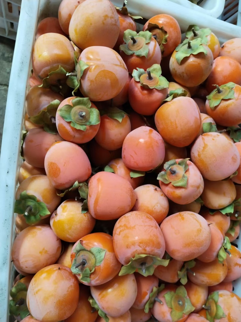 陕西大荔县火葫芦柿子万亩基地现摘现发规格齐全品质好