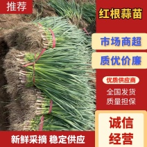 井店镇红根蒜苗大量上市诚信经营质优价廉一条龙服务欢迎联系