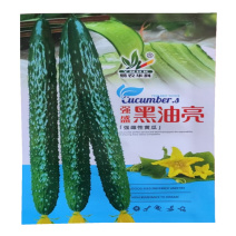 强雌黄瓜种子强盛黑油亮把短刺密长黄瓜种子高产