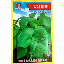 大叶荆芥种子早熟生长快香味浓高产芽率高基地品种