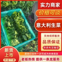 内黄县井店镇意大利生菜，生菜大量上市，爽脆味美，欢迎联系