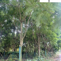蓝花楹降价处理成都苗圃清地18-22公分蓝花楹处理价