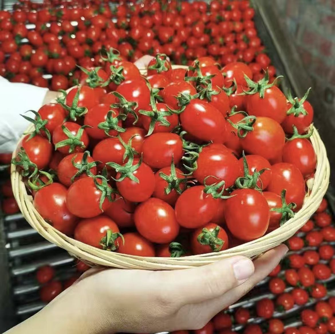 圣女果辅食制作过程图