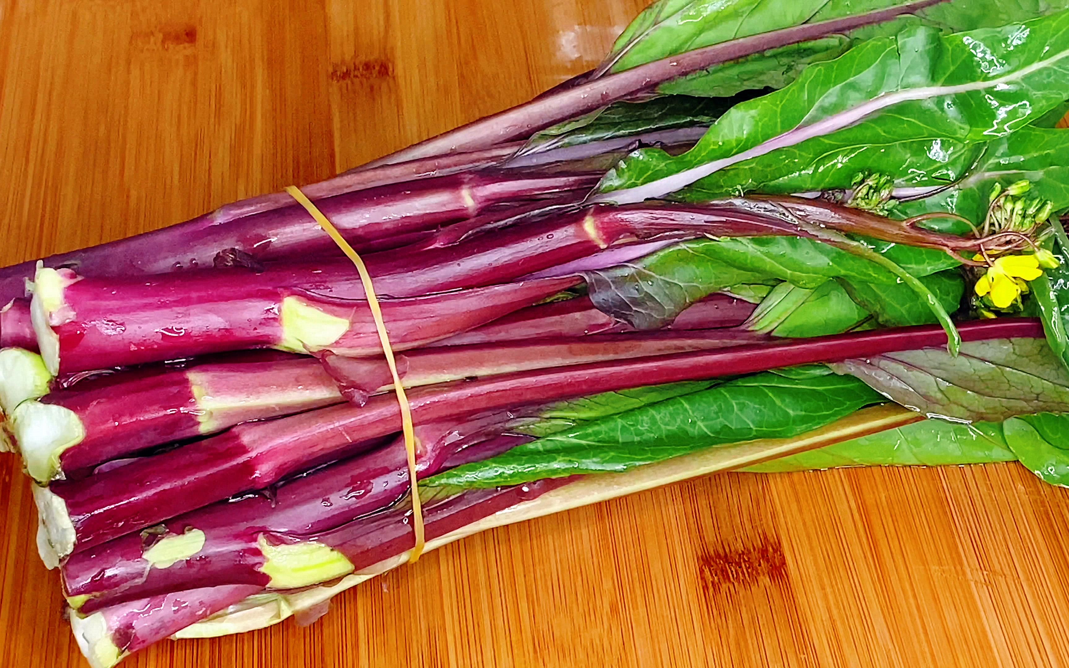 红菜苔幼苗特写