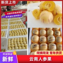 【常年供应】云南人参果/新品上市/全国发货/欢迎咨询