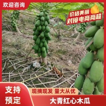 大青红心木瓜