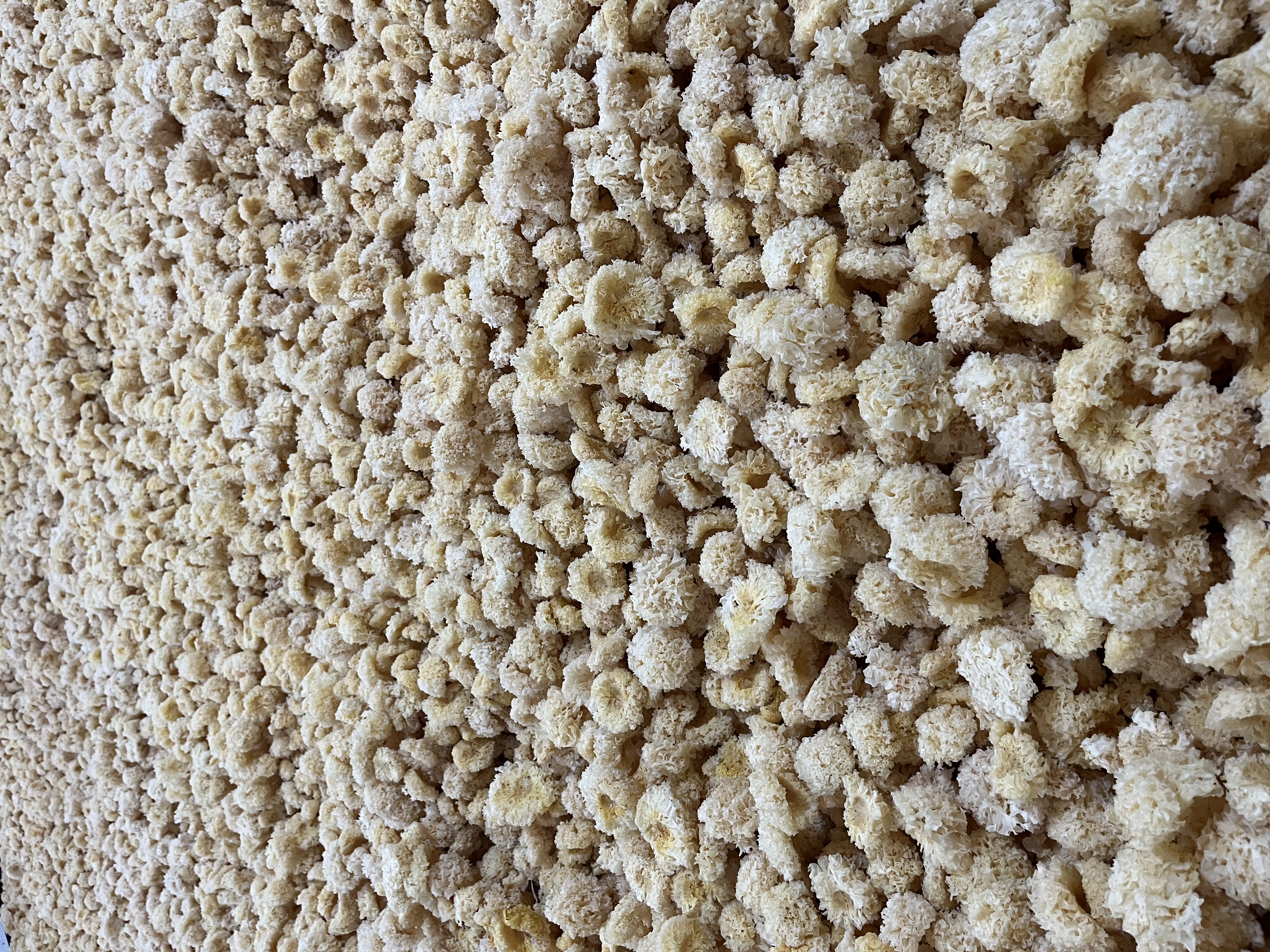 福建省宁德市古田县鹤塘镇椴木银耳种植基地全景,可见成排的白色遮阳棚下整齐堆放的椴木段,工人正在采收金黄色的银耳子实体,背景为连绵青山,空气清新湿润 古田县椴木银耳种植基地航拍图