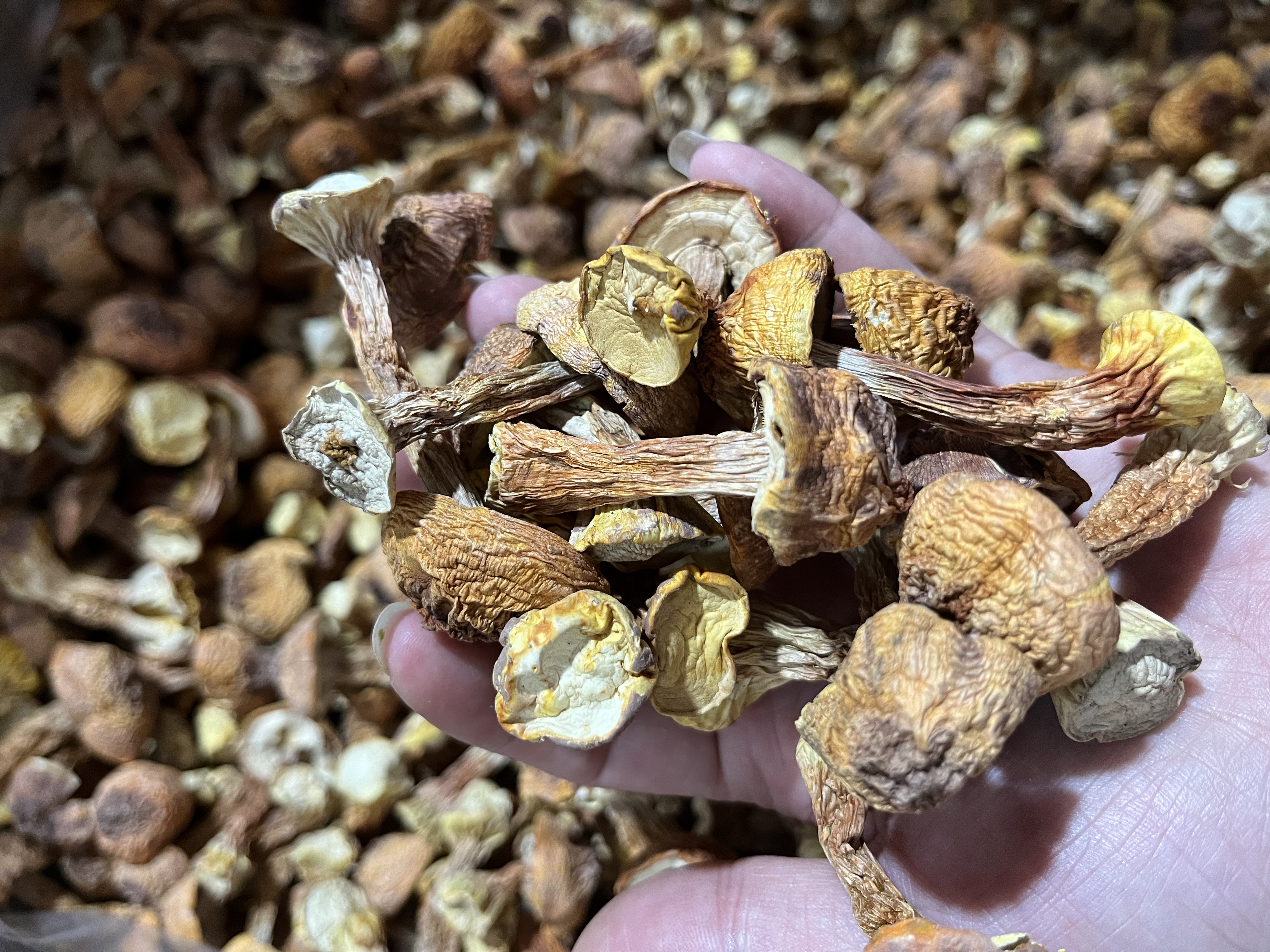 姬松茸蘑菇的外观特征