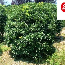 桂花球1.2-2米成都桂花球基地价格货源稳定量大从优