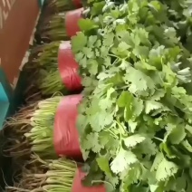 精品香菜，需要的老板联系。