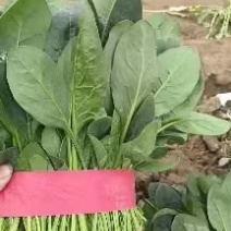 暖棚菠菜一手资源大量有货对接全国市场
