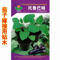 茄子嫁接砧木种子茄子种托鲁巴姆种籽大棚露天基地用