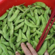 浙江【六月半毛豆】一手货源基地直发价格美丽欢迎致电咨询