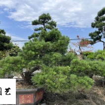 黑松造型盆栽长期供应黑松造型树四季常绿庭院别墅绿化