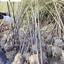 黑竹批发紫竹苗圃基地直销成都黑竹价格自产自销量大价
