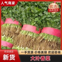 河北精品香菜，欢迎咨询，代办一条龙服务。量大从优欢迎致电