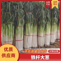 山东大葱铁杆大葱葱白长杆子好专业加工净葱全国发货