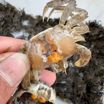 螃蟹苗大闸蟹苗扣蟹苗六月母5母7公本毛蟹苗