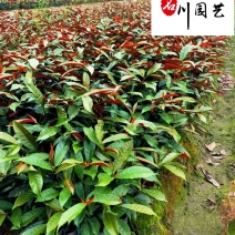 红背桂工程苗批发30-40公分红背桂价格红背桂基地