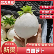 萝卜白圆萝卜大量供应口感清甜欢迎各位老板咨询订购